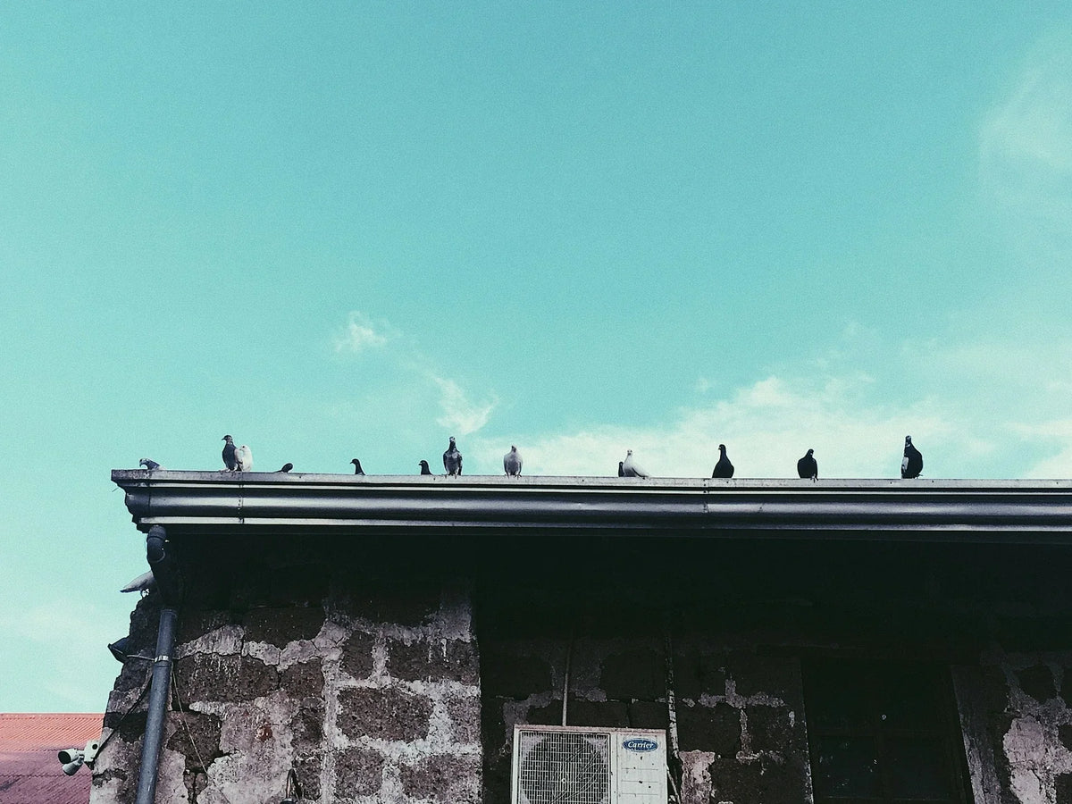 Eco-Friendly Home Care: Protect Your Space & Wildlife | EcoBlog
