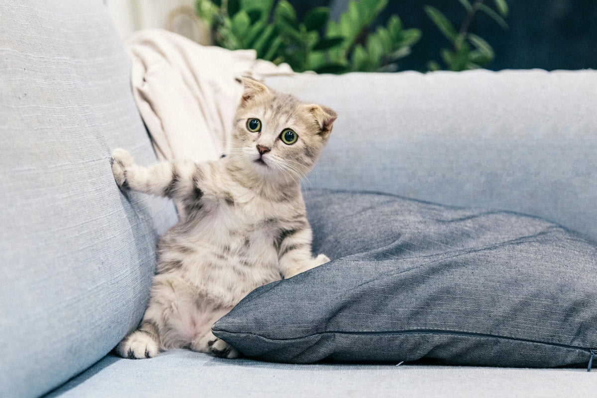 Eco-Friendly Sofa Cleaning for Lasting Quality EcoBlog