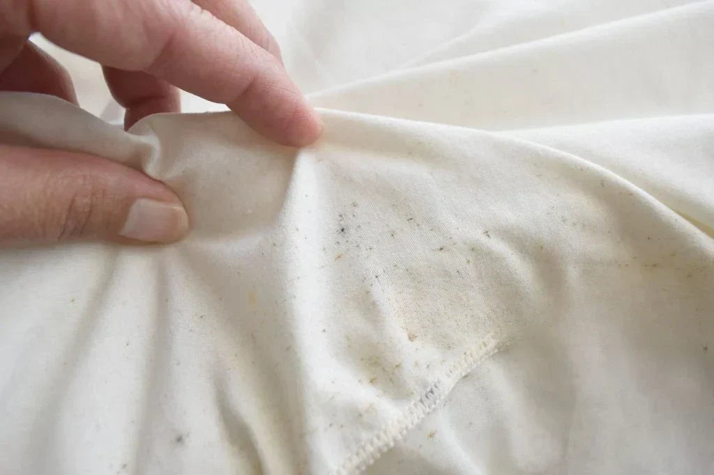 How to Get Rid of Bed Bugs – The Natural Way | EcoBlog