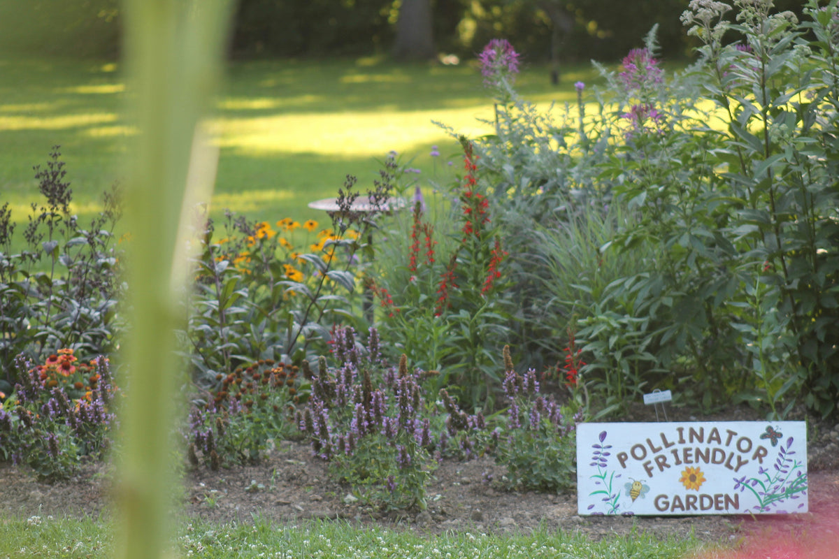 Balcony Gardens That Help Local Bees and Butterflies Thrive