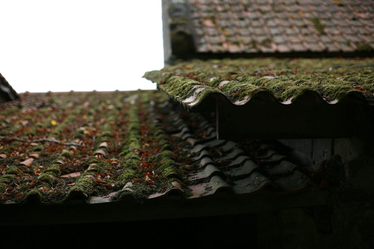 Sustainable Roof Care Save Energy and Cut Costs | EcoBlog