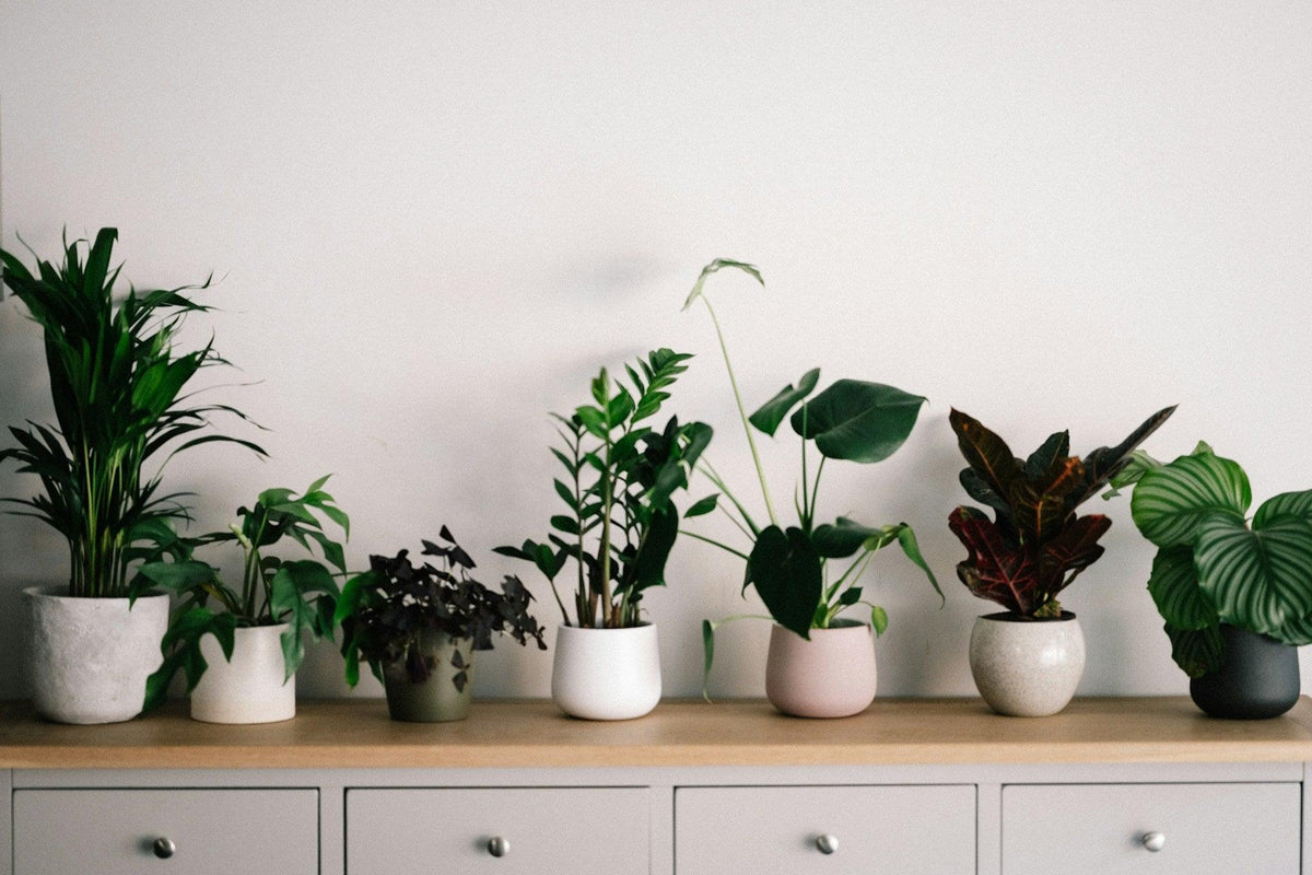 Nature's Touch: Adding Eco-Friendly Elegance to Your Home - The Friendly Turtle