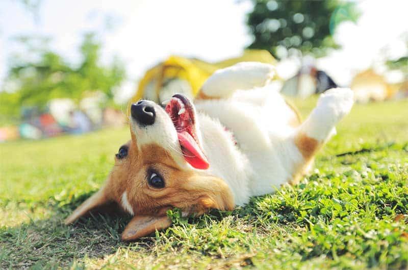 cute dog in garden