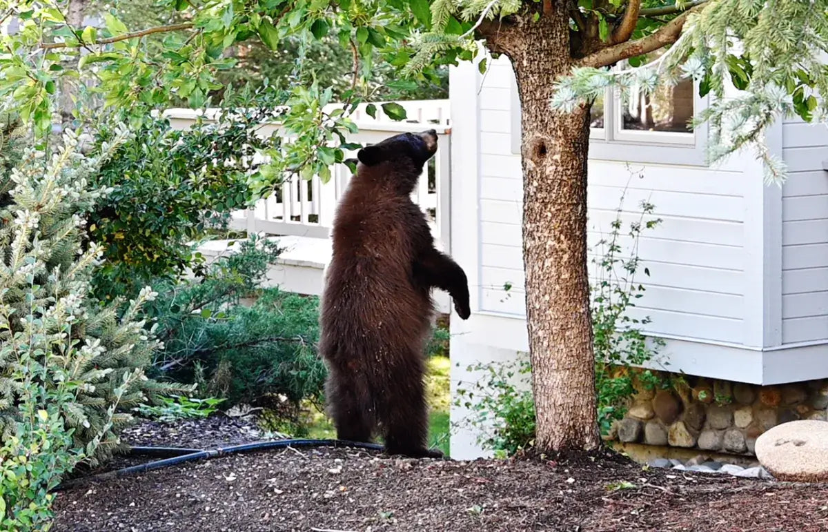 6 Eco-Friendly Solutions for Sustainable Wildlife Control | EcoBlog