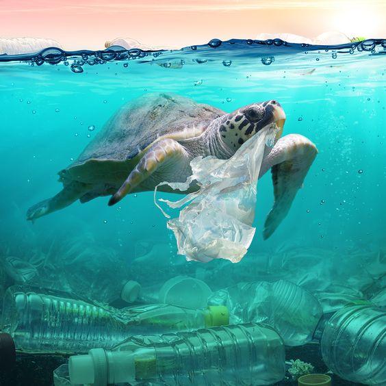 the plastic water bottles in the ocean can also pose a threat to your health