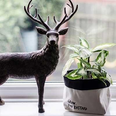 eco pots for indoor plants