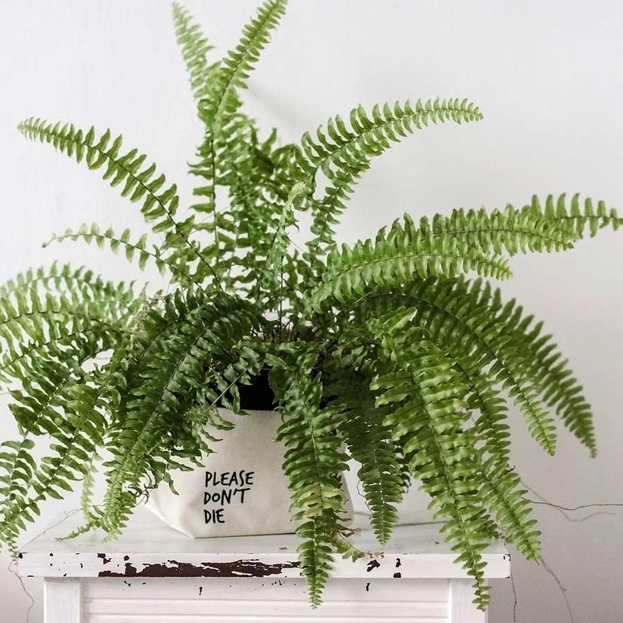 cotton plant pot holder made from canvas