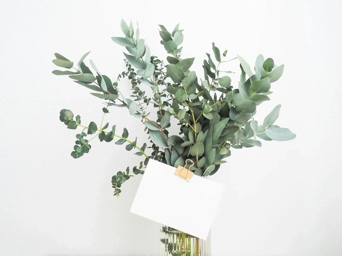 Best Gift Ideas for Someone Who Has Everything Unique Picks  EcoBlog