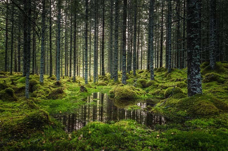 green trees growing in a forest