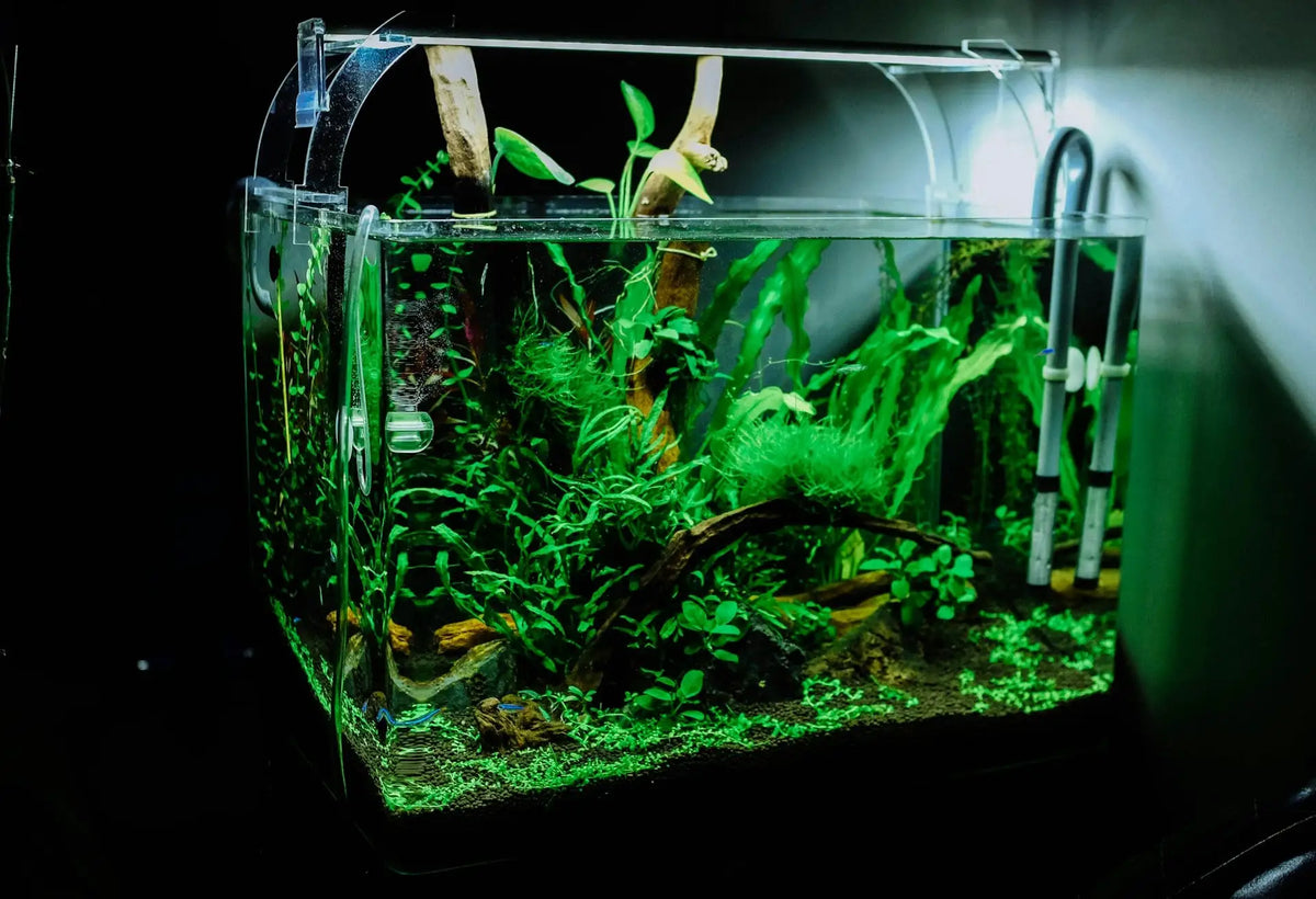 Creating a Green Aquarium: Eco-Friendly Tips for Beginners | EcoBlog