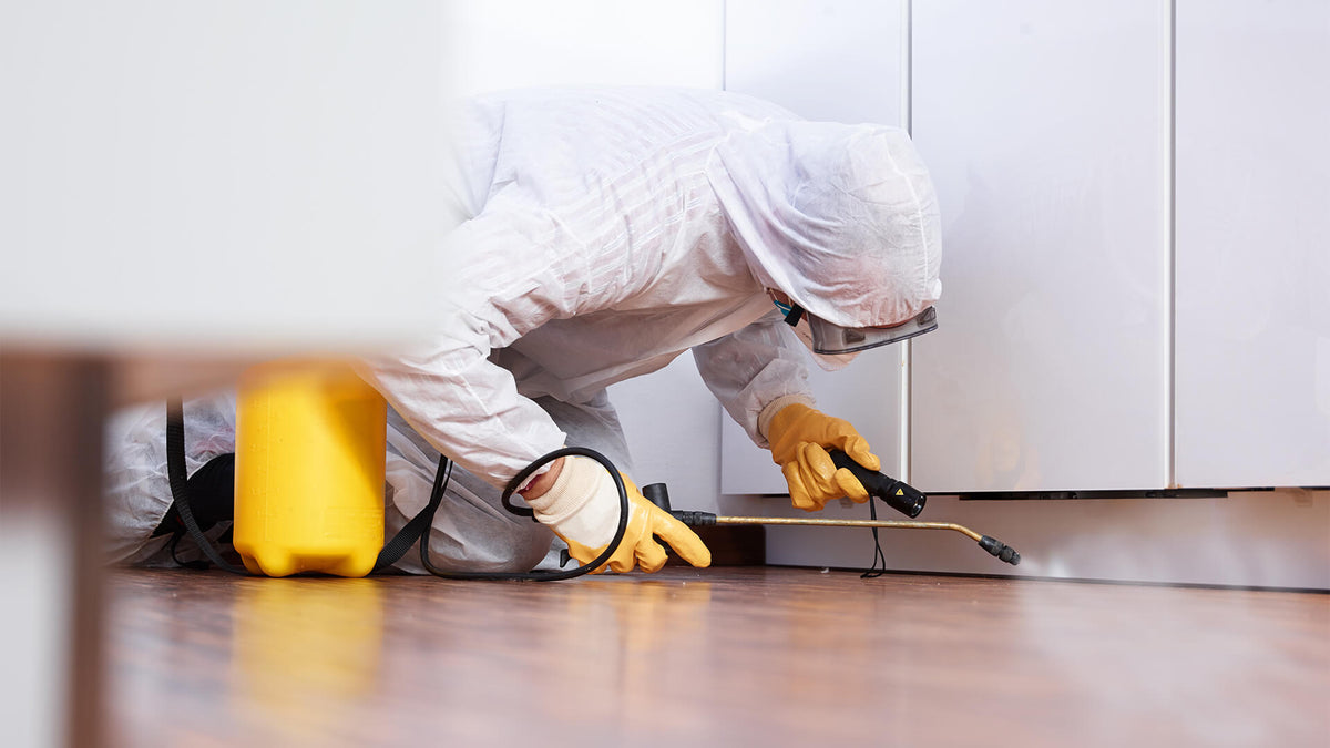 Eco-Friendly Flea Control The Ultimate Guide to Elimination 