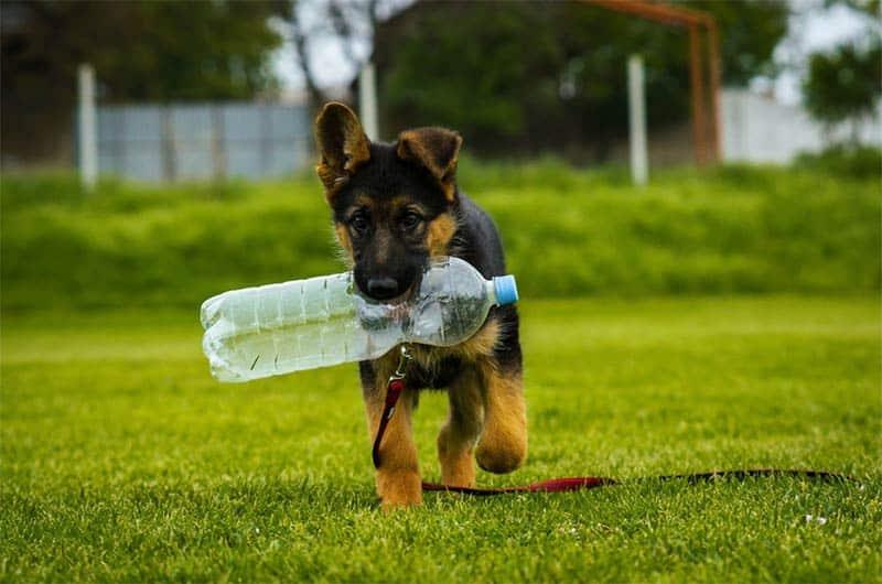 eco friendly pet owner with a dog and plastic bottle