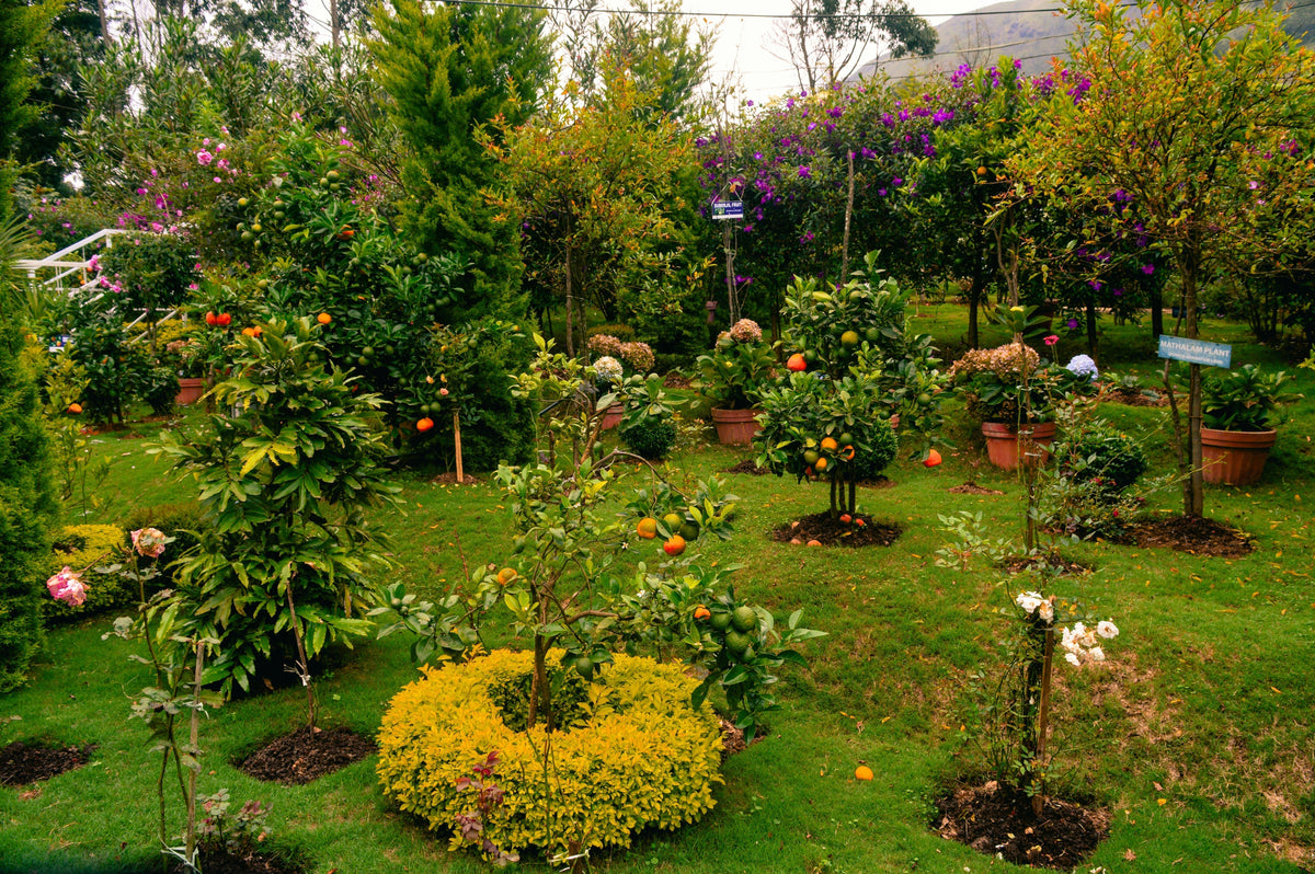 How to Design an Eco Garden