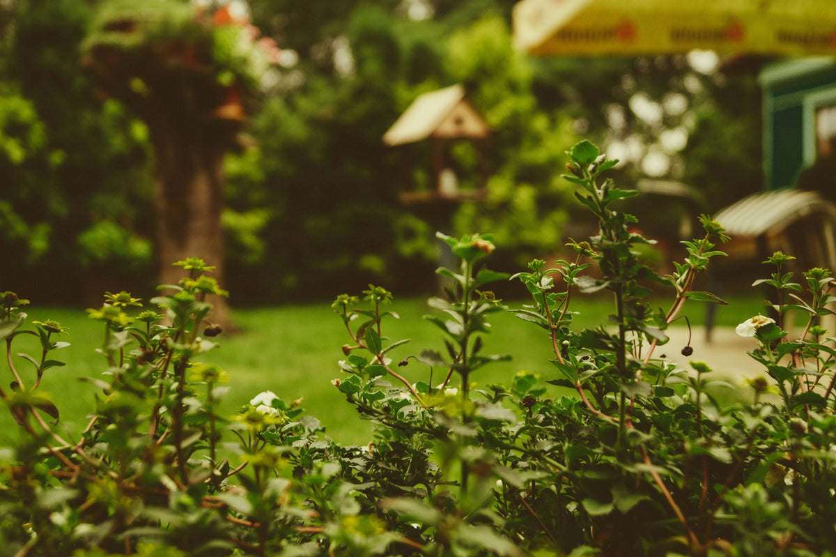 How to Design a Sustainable Garden for Your Home