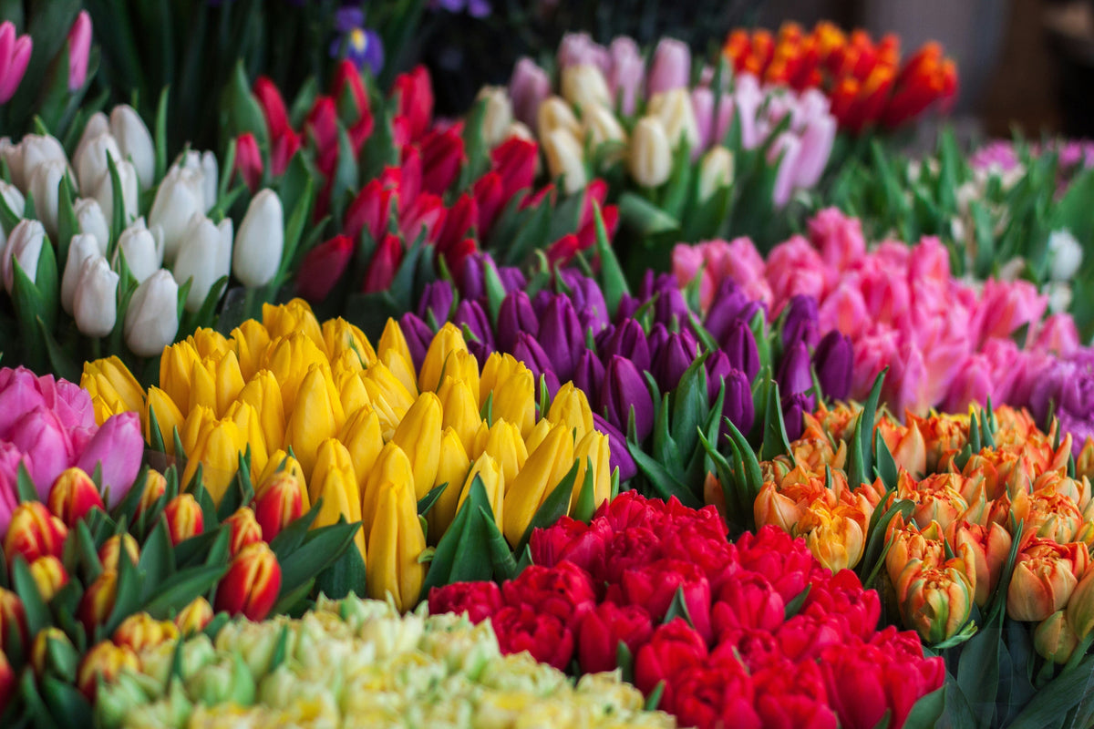 Surprising Health Benefits of Keeping Tulips Around