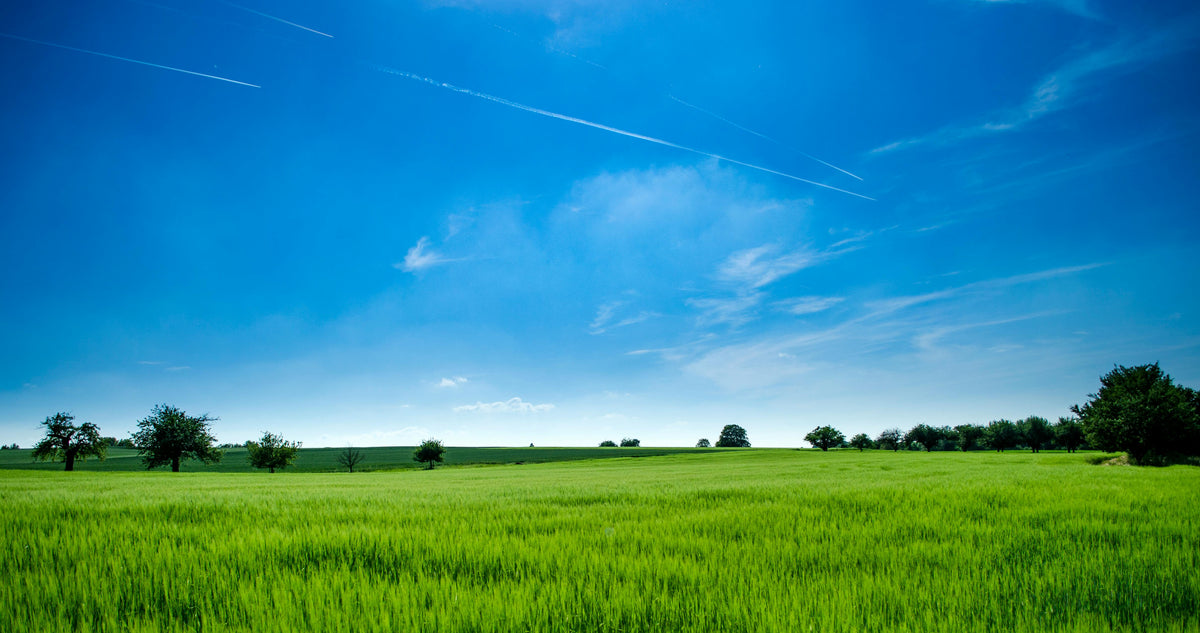 The Green Guide to Weed Control Without Harsh Chemicals
