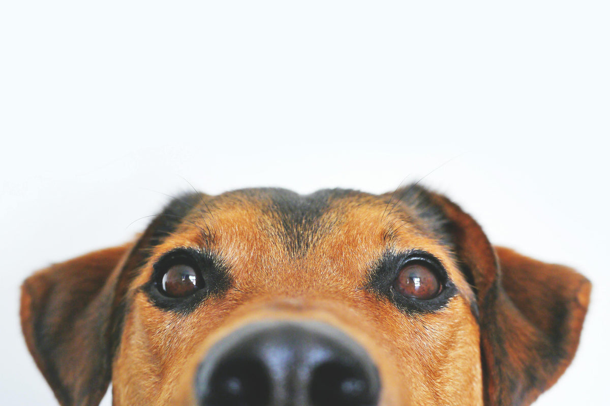 Eco-Friendly Dog Training: What Every Owner Should Know