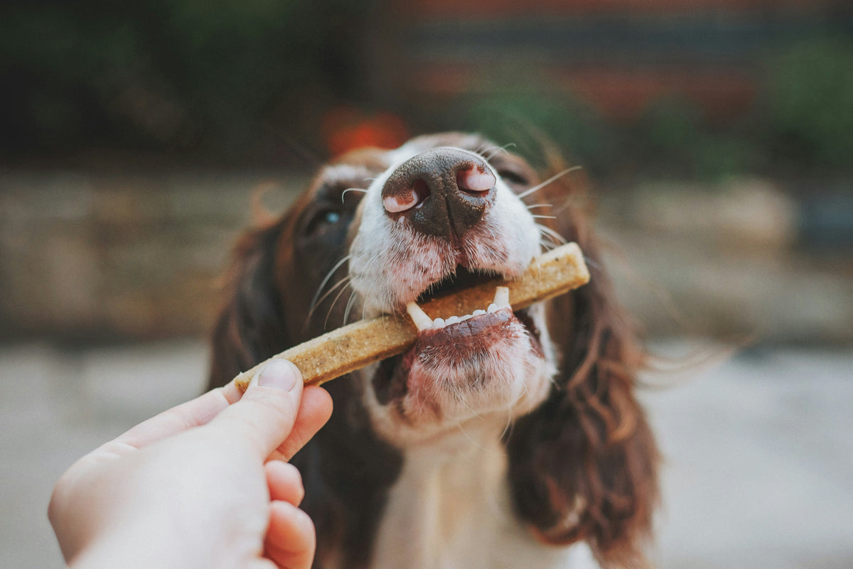 10 Most Popular Dog Treats for Healthy Training Rewards
