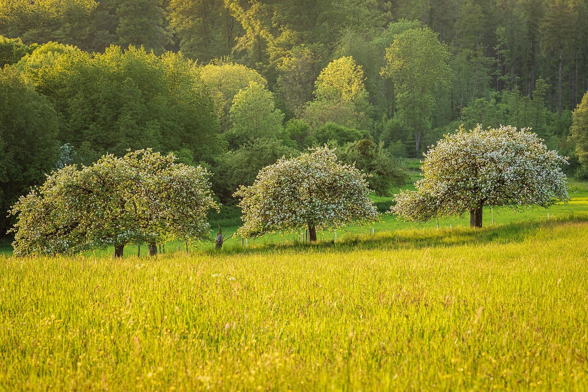 What to Consider Before Cutting Down a Tree
