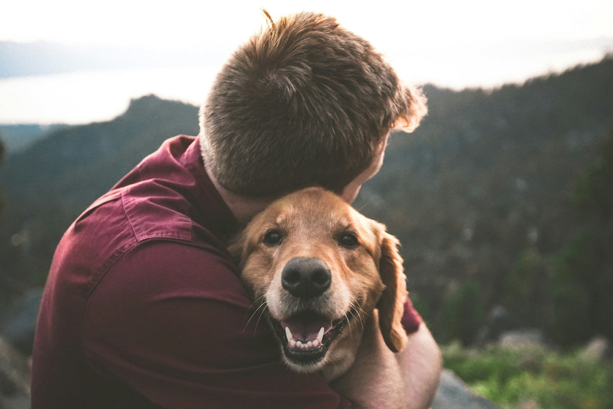 How Dogs Support Mental Wellbeing | EcoBlog