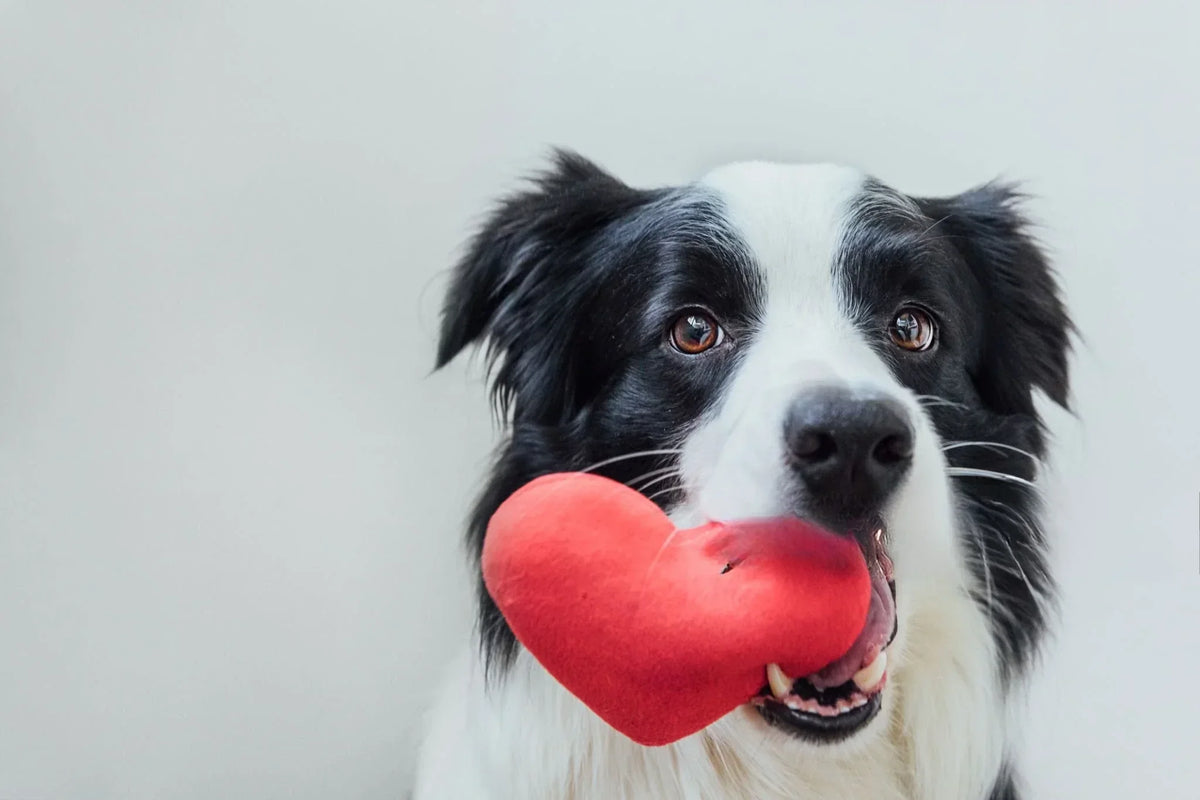 How to Create a Sustainable Lifestyle for Your Pets | EcoBlog