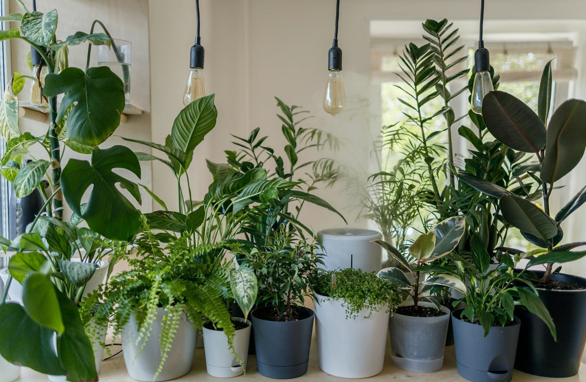 Indoor Gardening for Wellbeing and Everyday Sustainable Care