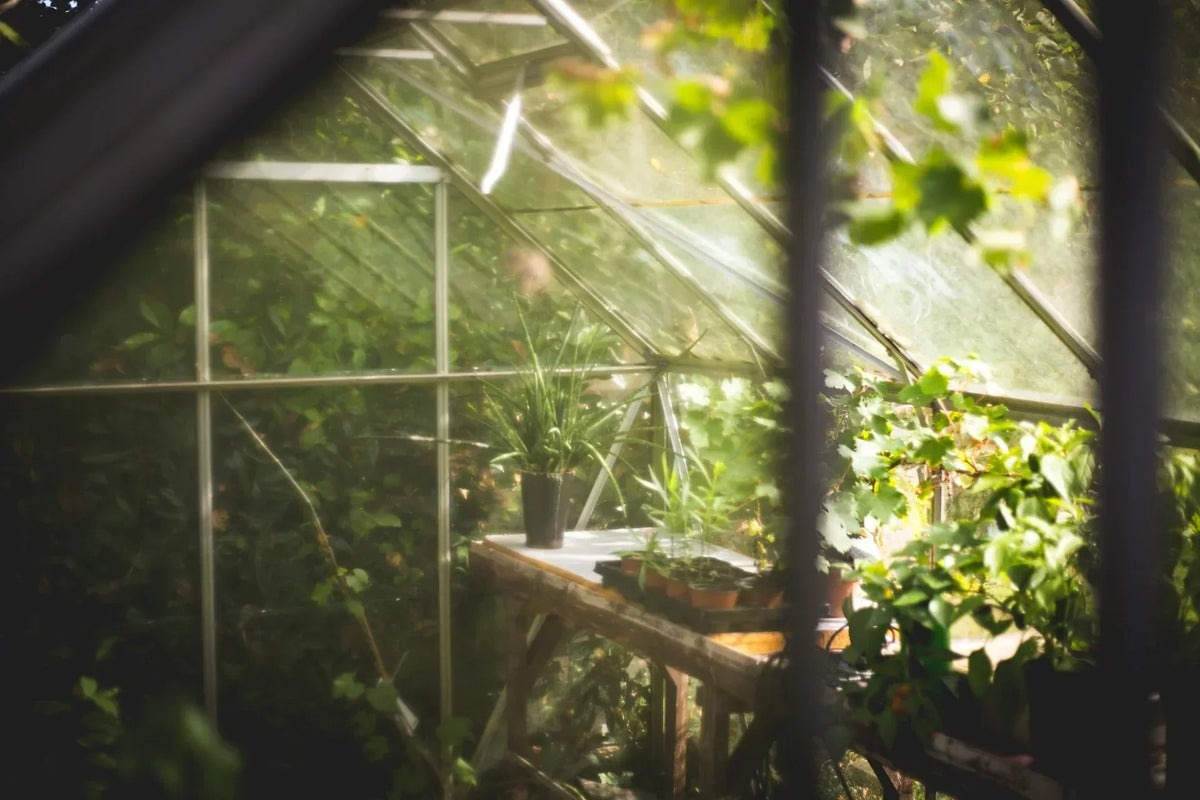 Benefits of Greenhouses for Sustainable Farming | EcoBlog