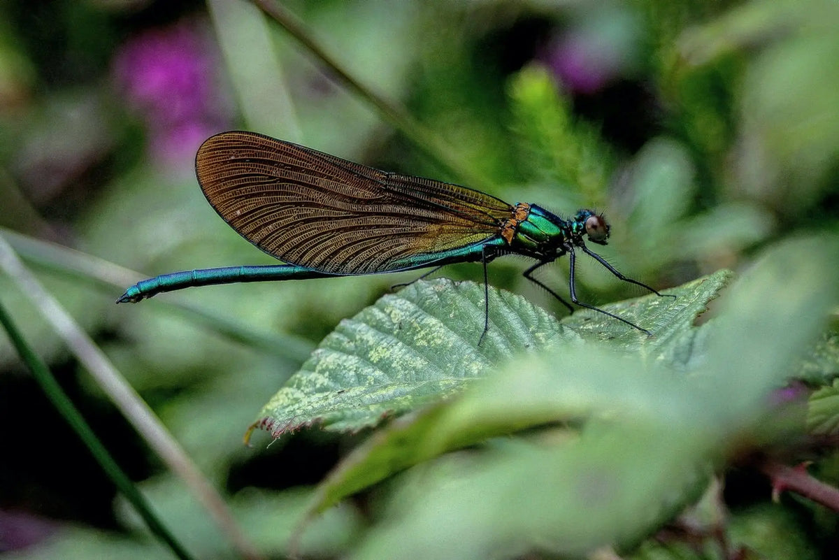 Managing the Land, Protecting Life Strategies for Boosting Biodiversity | EcoBlog