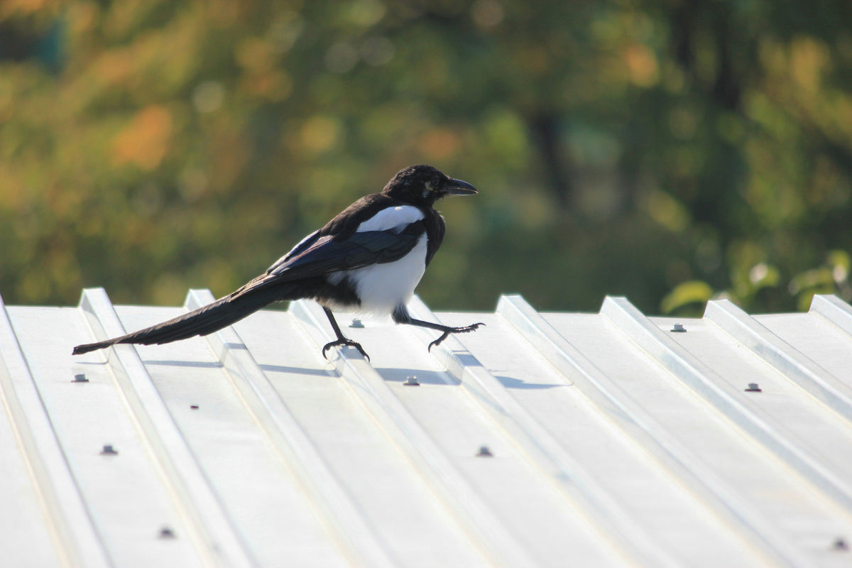 Why Roof Insulation Comes First in Metal Buildings