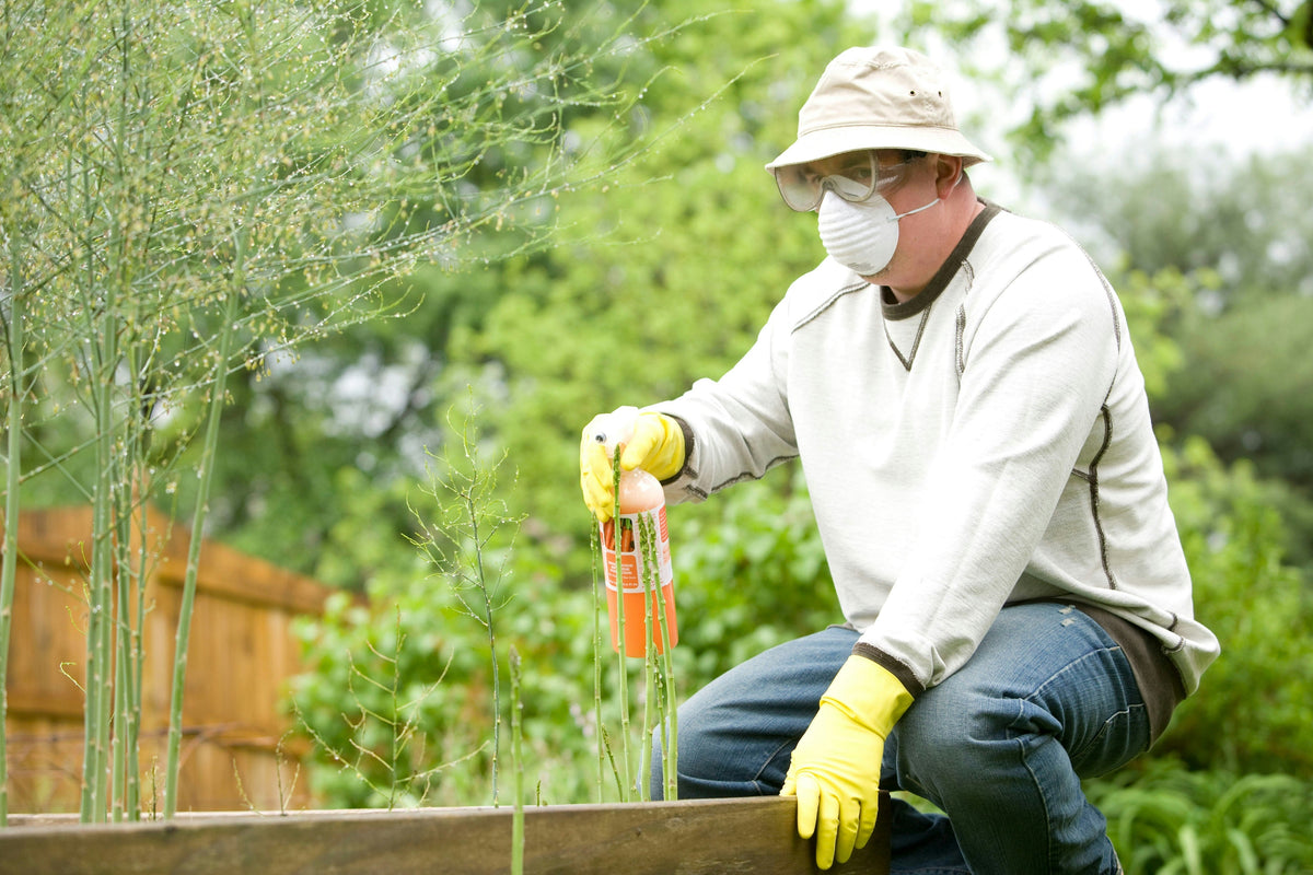 Natural Pest Control Tips for New Homeowners