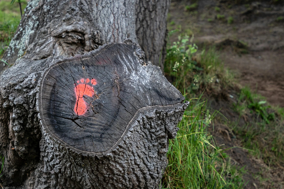 Simple Tips to Shrink Your Carbon Footprint  EcoBlog