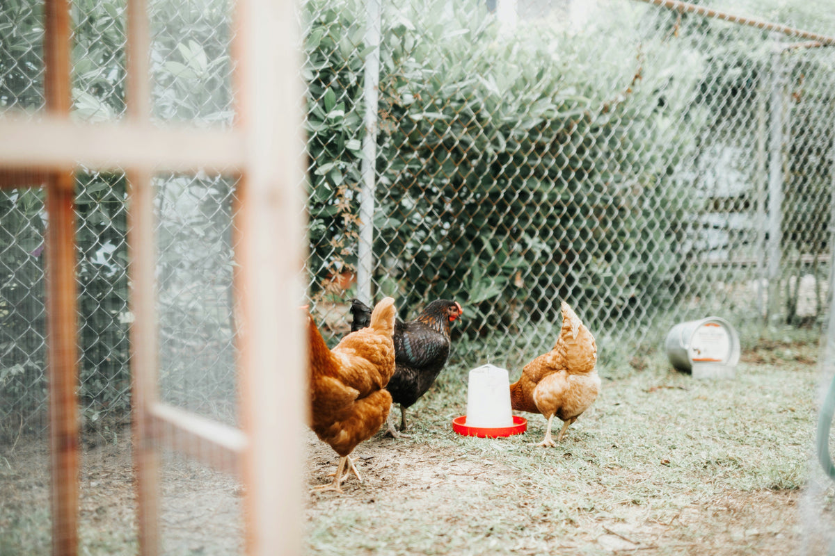 5 Things to Consider for a Sustainable Metal Chicken Coop