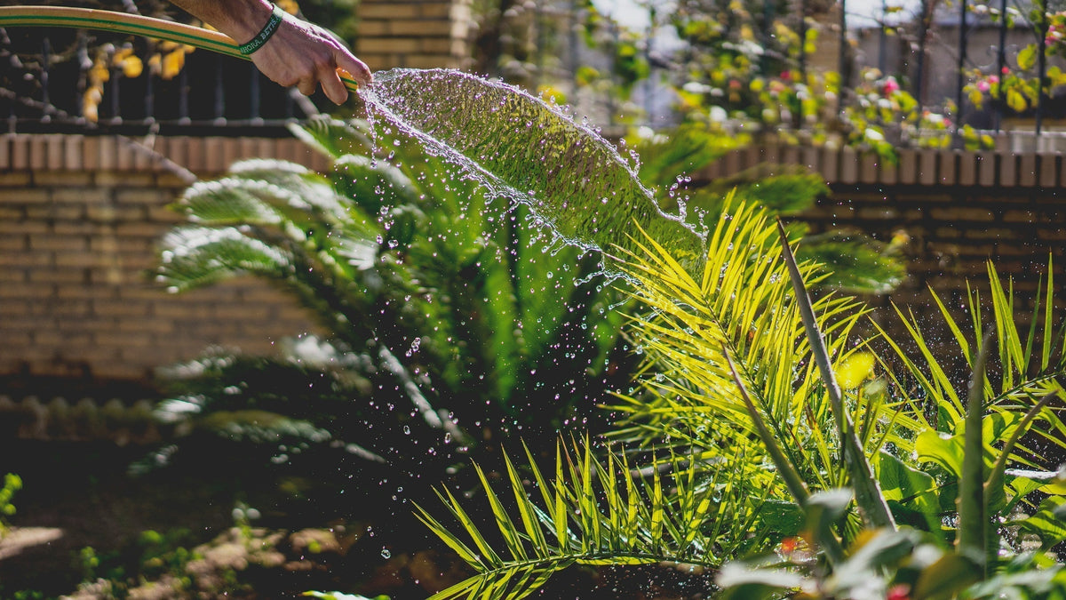 Sustainable Gardening for Beginners: 10 Changes That Make a Big Difference