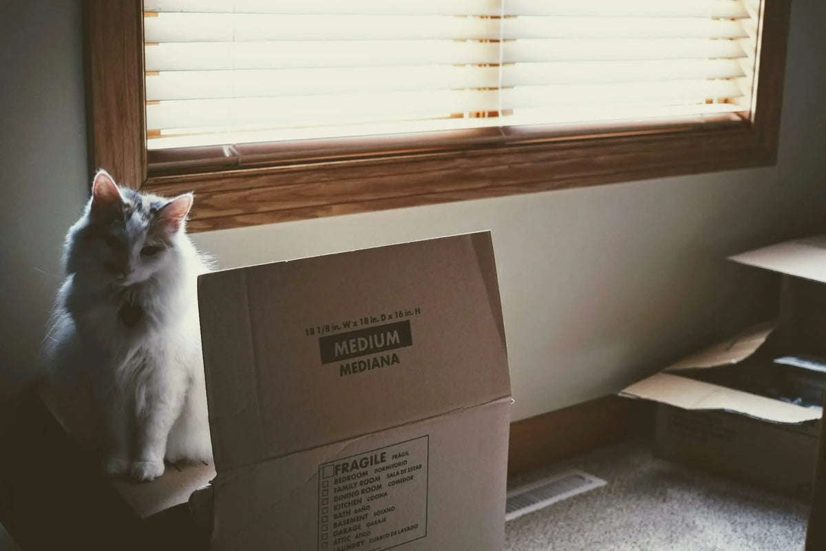Eco-Friendly Moving: Reduce Your Carbon Footprint | EcoBlog