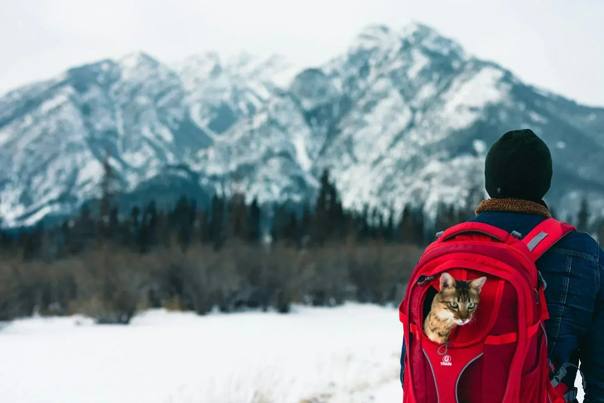 The Green Traveler's Guide: Tips for Eco-Conscious Adventures