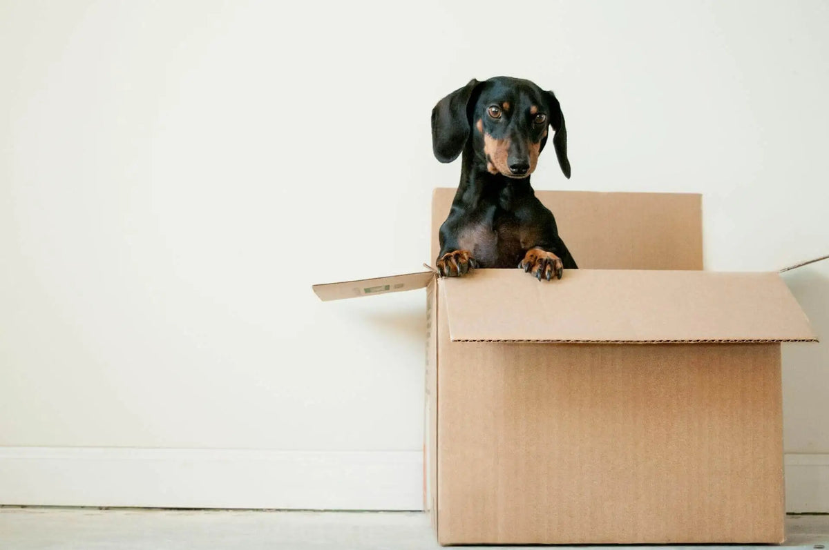 Trustworthy Movers A Guide to Ethical Removal Services