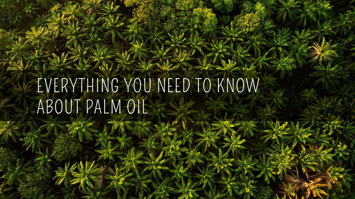 what is palm oi and why it palm oil bad for the environment
