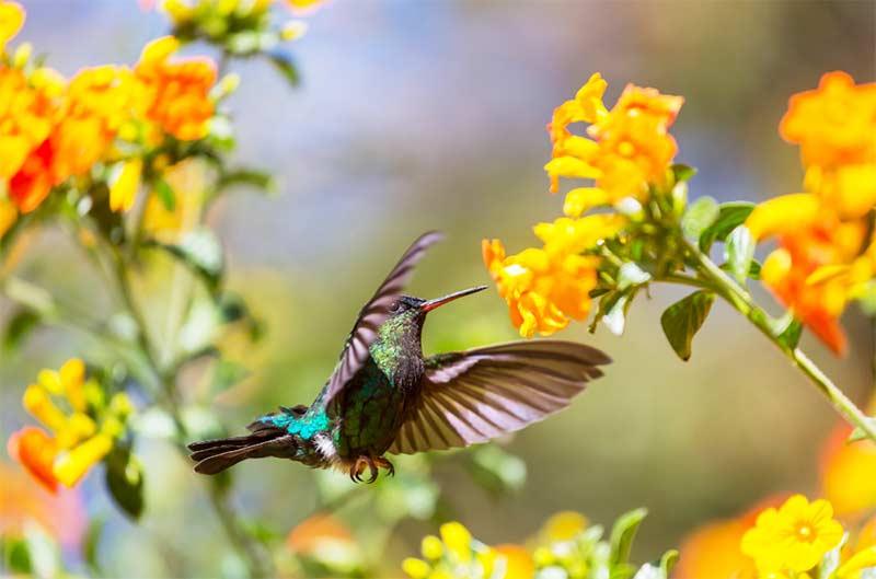 how to attract birds into your garden