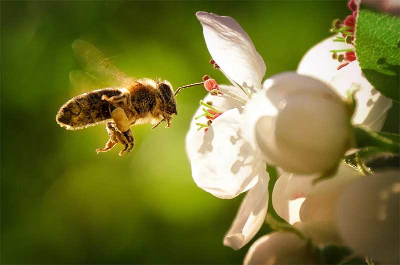 bee flying towards pollen