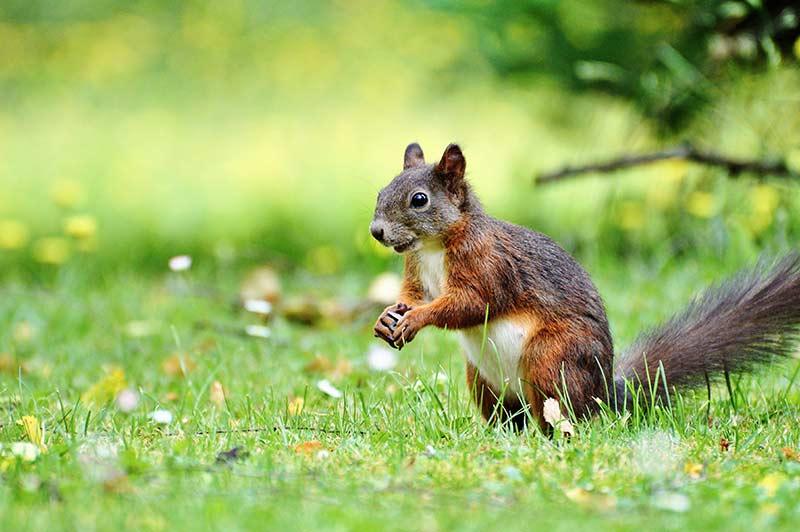 squirrel on the lawn