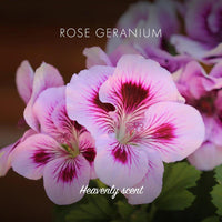 Friendly Rose Geranium Natural Soap Bar
